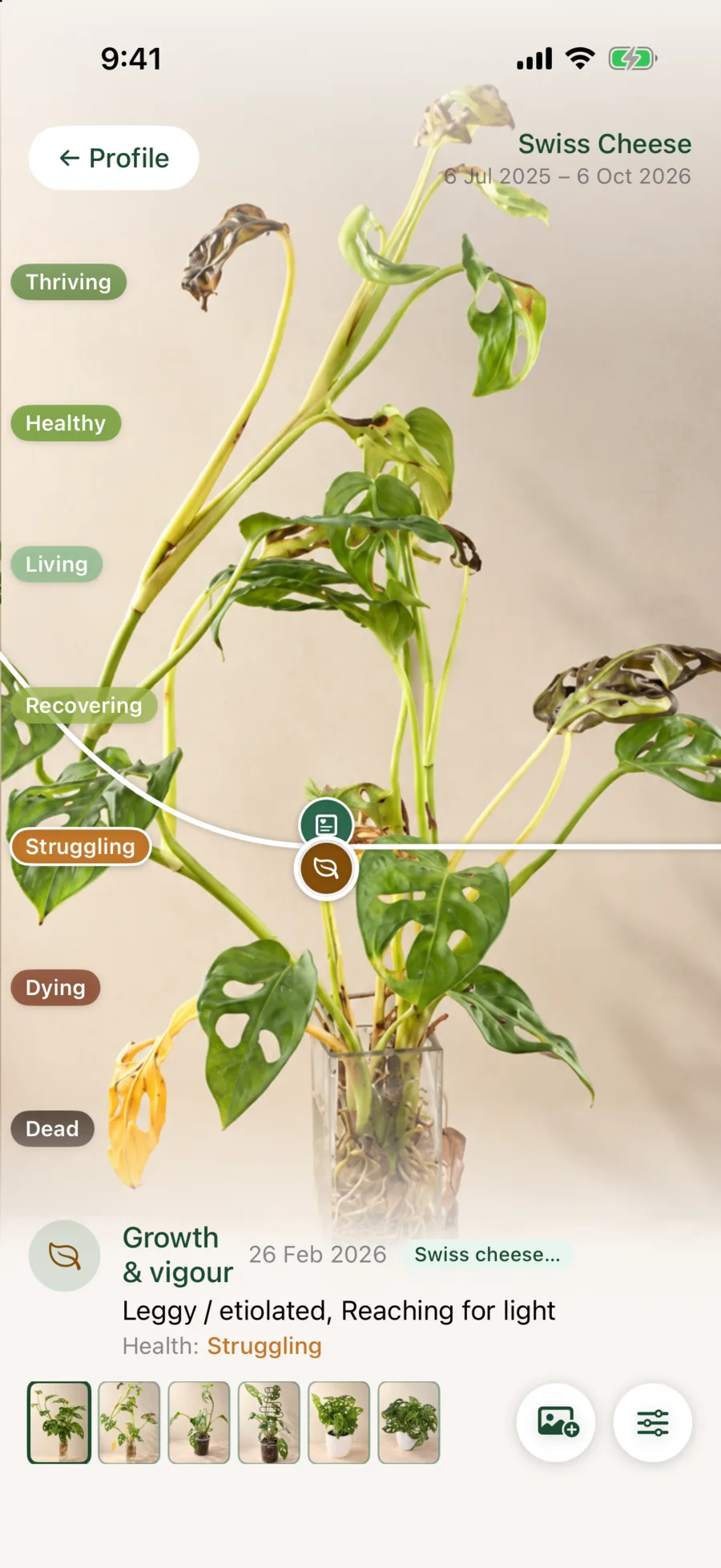 Swiss Cheese plant recorded as leggy and reaching for light in February 2026