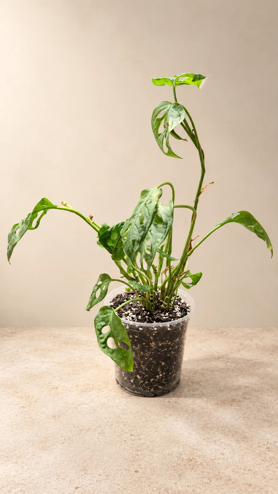 A Swiss Cheese plant planted back into soil in a clear nursery pot