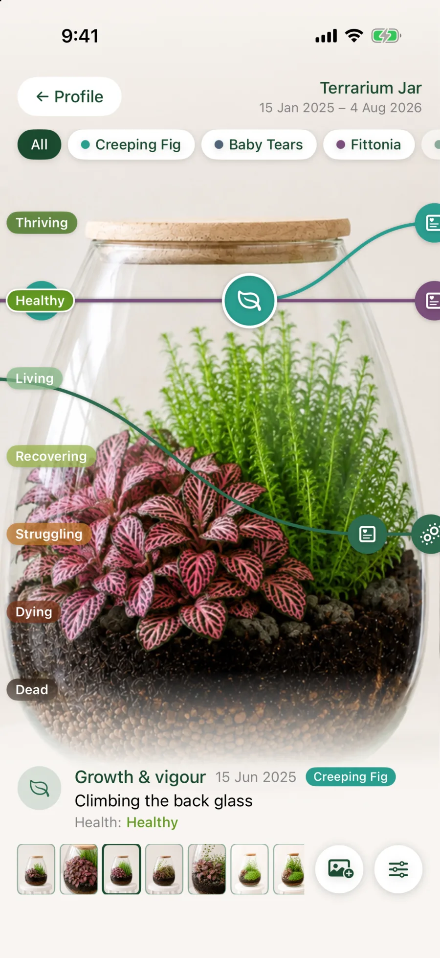 Liana Journey for the Terrarium Jar, with a separate line for each plant: Creeping fig, Baby's tears and Fittonia